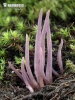 紫珊瑚菌