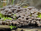 잔다리애주름버섯