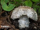 흰돌기광대버섯