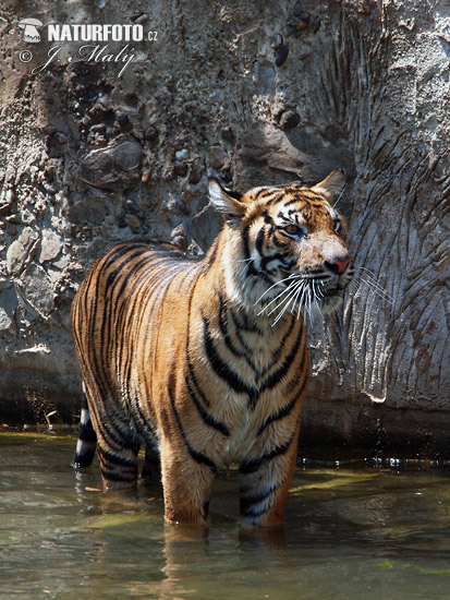 Tigru de Sumatra