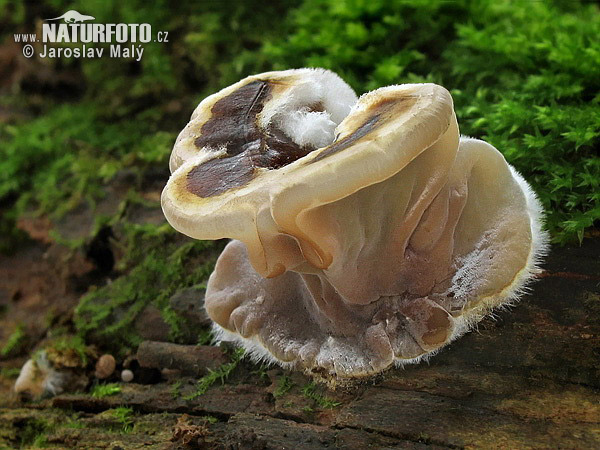 bonne nuit dans image bon nuit, jour, dimanche etc. tripe-fungus-001