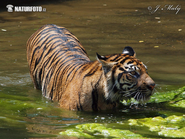 Tygrys sumatrzański