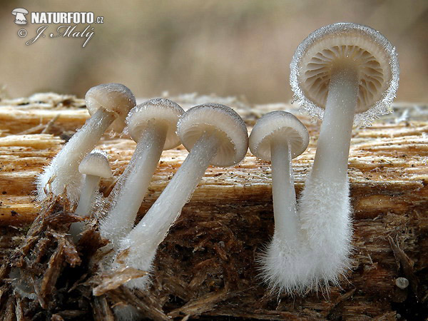 buona notte dans immagini buon...notte, giorno winter-bonnet-xxx756