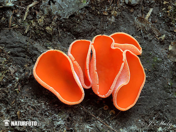 橙黃網孢盤菌