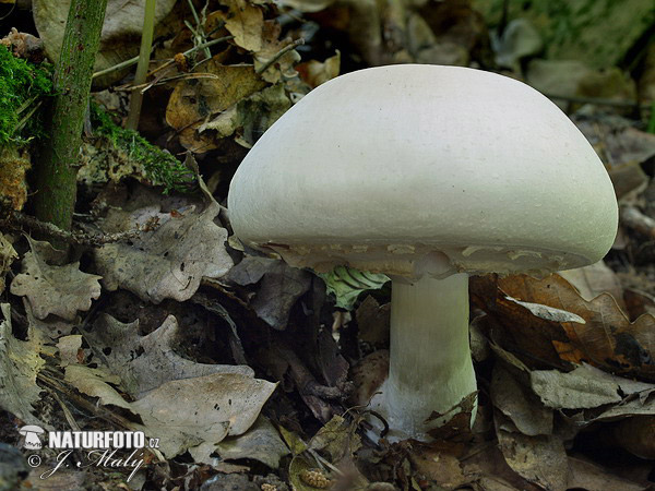 黄斑蘑菇