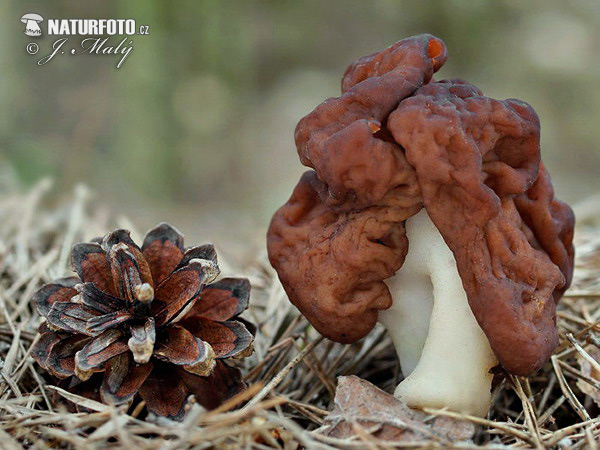 마귀곰보버섯