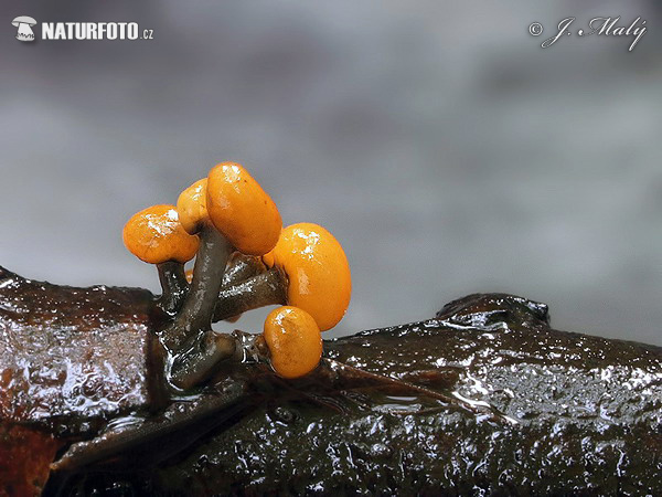 오렌지색코털버섯