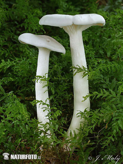 흰주름깔때기버섯