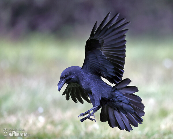 Սև ագռավ