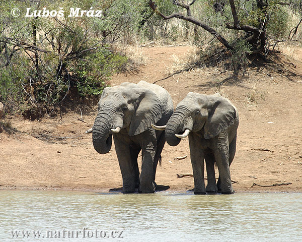 african elephant habitat. endangered african elephant