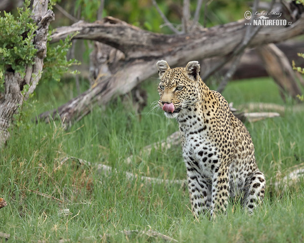 African leopard (Panthera pardus)