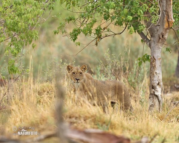 African Lion (Panthera leo)