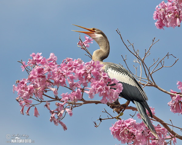 Anhinga anhinga