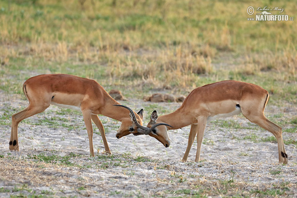 Antelope Impala (Aepyceros melampus)