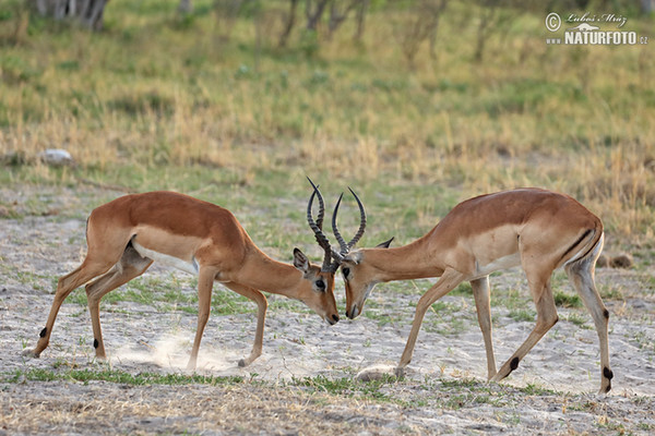 Antelope Impala (Aepyceros melampus)
