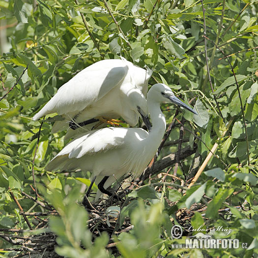 Ardea garzetta