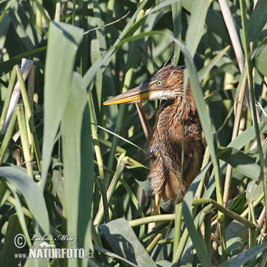 Ardea purpurea