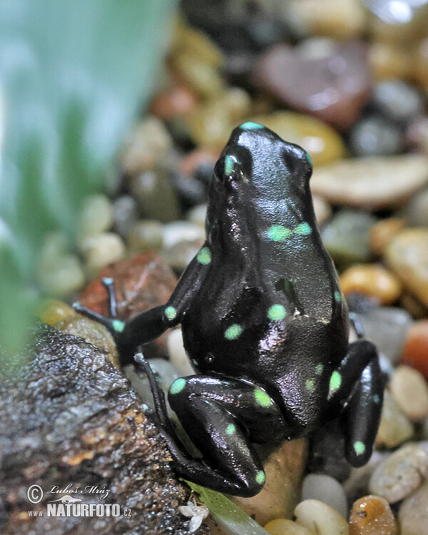 Black and Green Dart Frog (Dendrobates auratus)