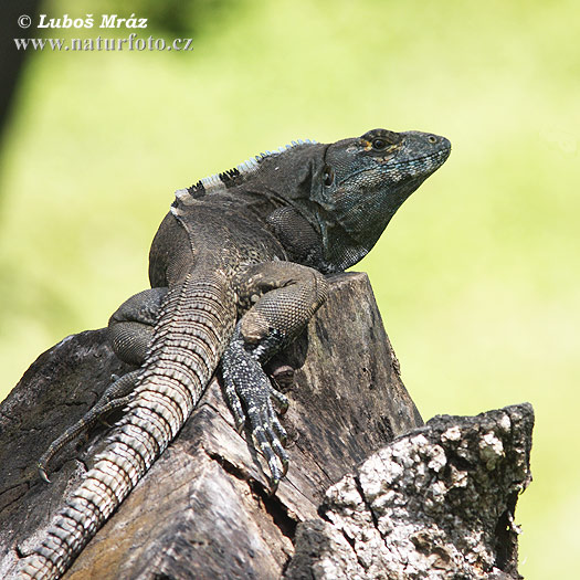 Black Iguana Ctenosaura similis Black Iguana Costa Rica November 2007