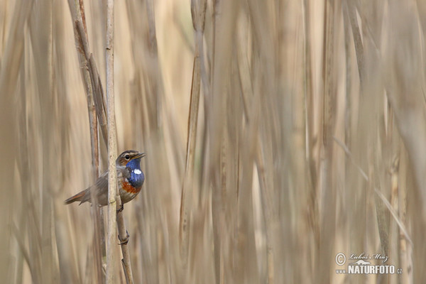 Blauwborst