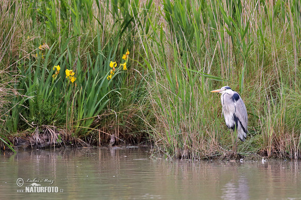 Blauwe reiger