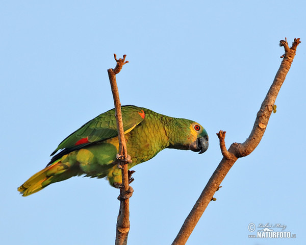 Blue-fronted Parrot (Amazona aestiva)