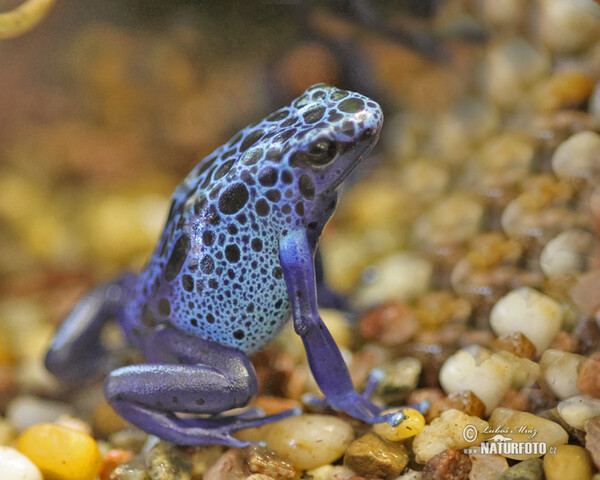 Blue Poison dart frog (Dendrobates tinctorius azureus)