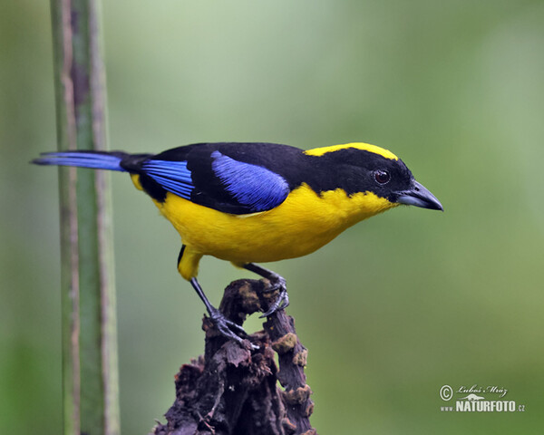 Blue-winged mountain tanager (Anisognathus somptuosus)