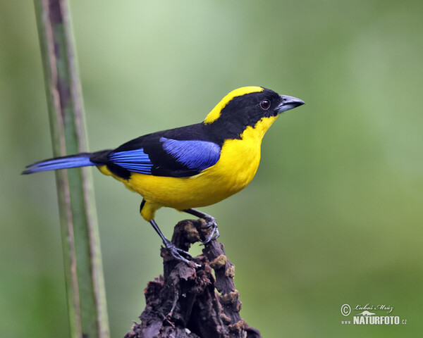 Blue-winged mountain tanager (Anisognathus somptuosus)