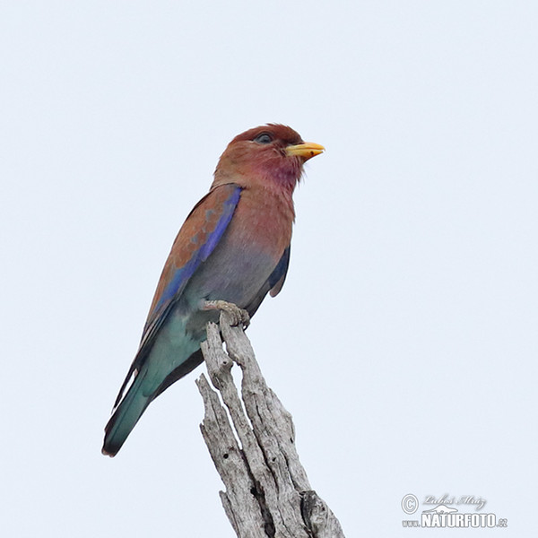 Broad-billed Roller (Eurystomus glaucurus)