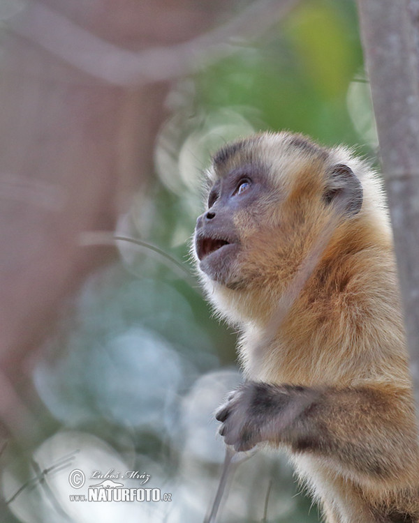 Brown Capuchin Monkey (Cebus appella)