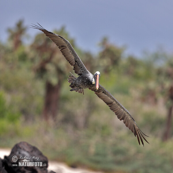 Brown Pelican (Pelecanus occidentalis)