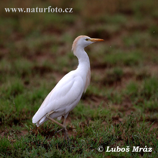 Bubulcus ibis