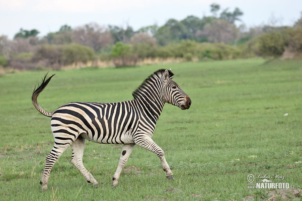 Burchells zebra Almindelig