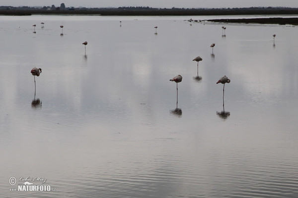 Burung Flamingo Besar