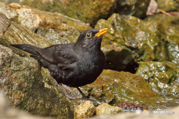 Burung sikatan hitam