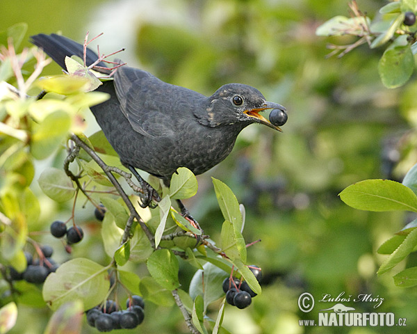 Burung sikatan hitam