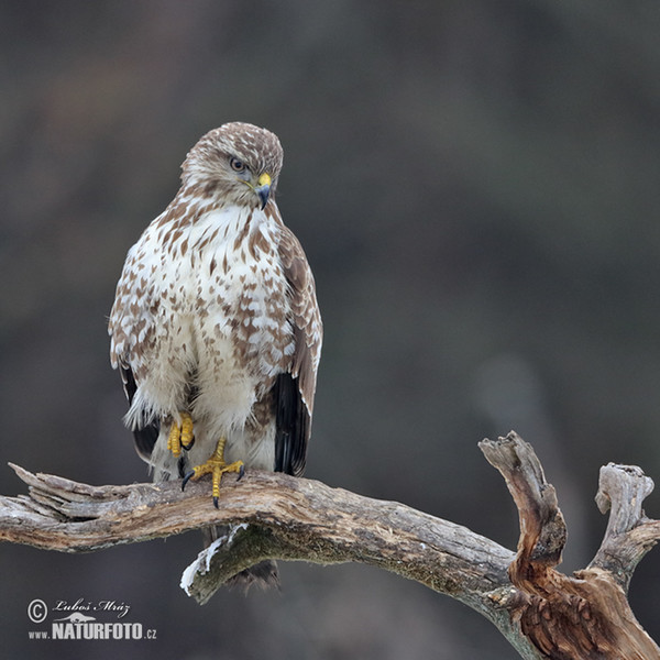 Buteo buteo