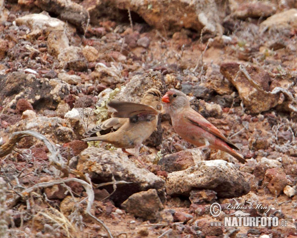 Camachuelo trompetero