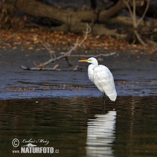 Casmerodius albus