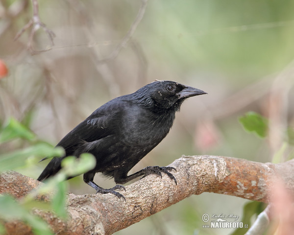 Chopi Blackbird (Gnorimopsar chopi)