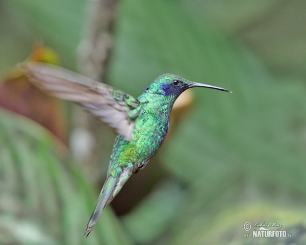 colibrí oreja violeta