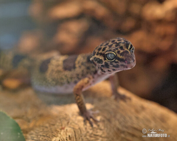 Common Leopard Gecko (Eublepharis macularius)