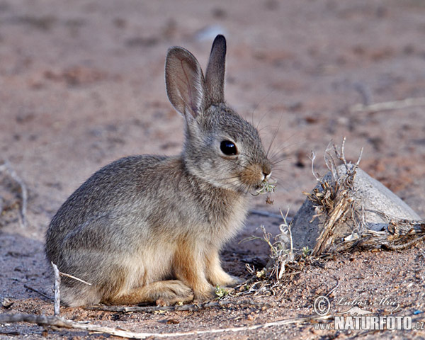 Conejo del desierto