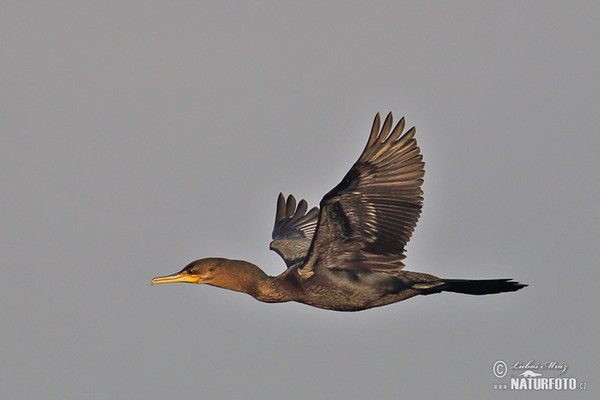 Cormorán neotropical