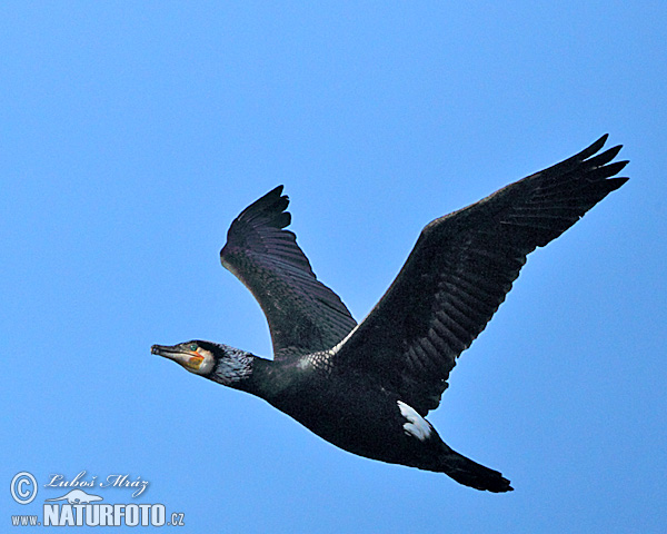 Cormorano comune