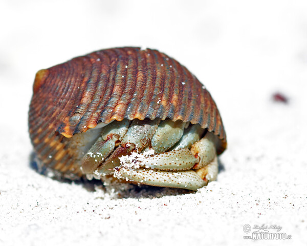 Crab (Paguroidea)