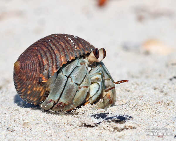 Crab (Paguroidea)