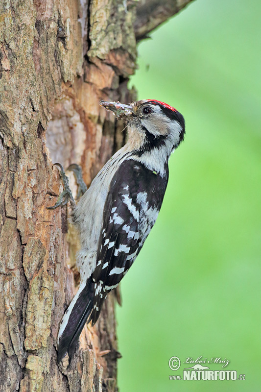 Dendrocopos minor