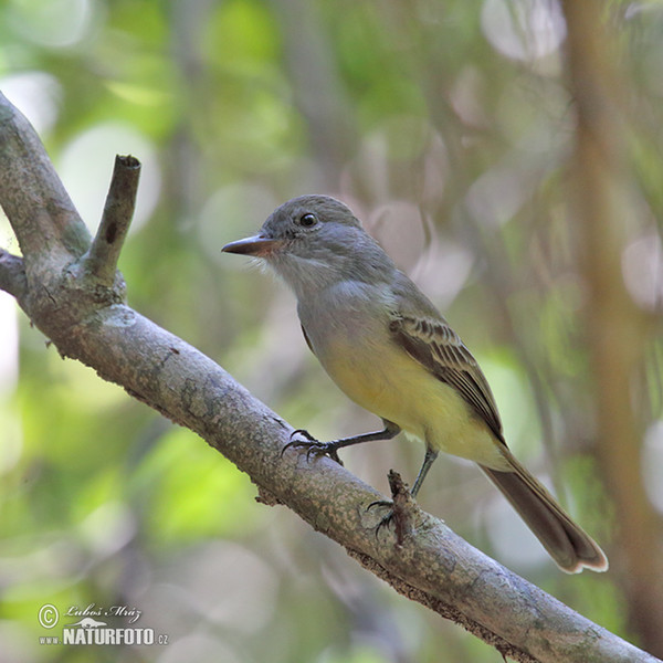 Dusky- capped Flycatcher (Myiarchus tuberculifer)